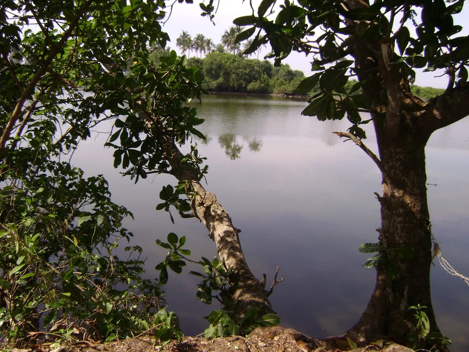 Waterfront 67-Perch Land, Kosgoda - Photo 8