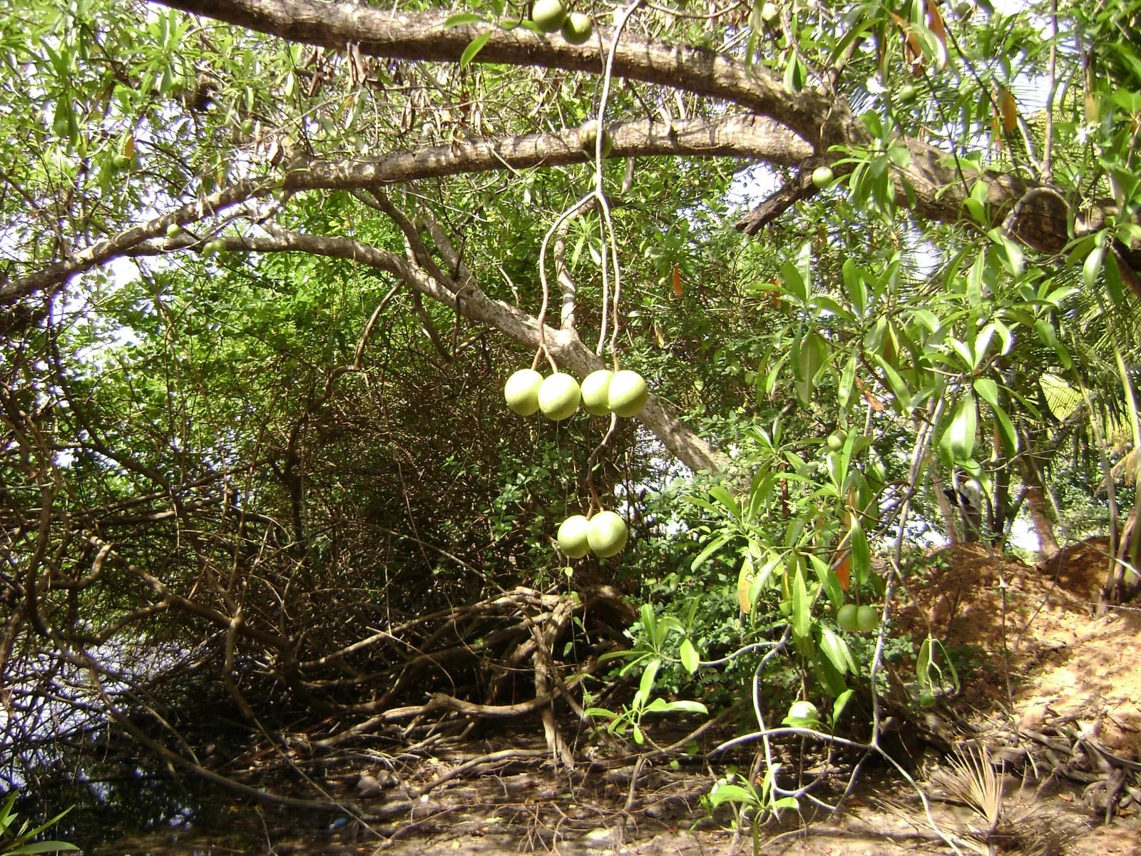 Waterfront 67-Perch Land, Kosgoda - Photo 14