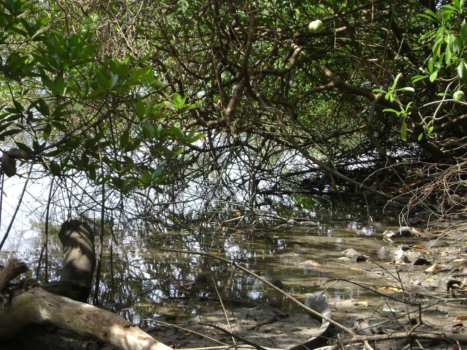 Waterfront 67-Perch Land, Kosgoda - Photo 13