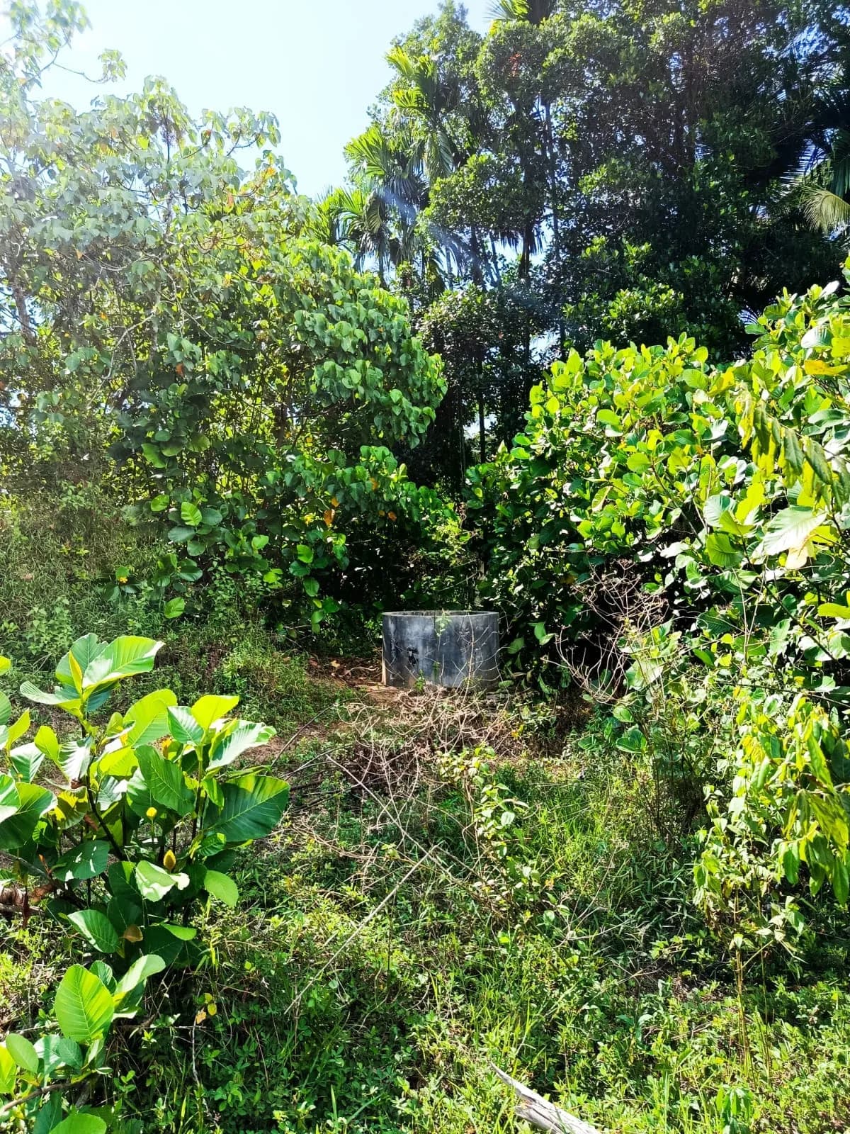 Prime 54-Perch Land, Yatadola - Photo 5