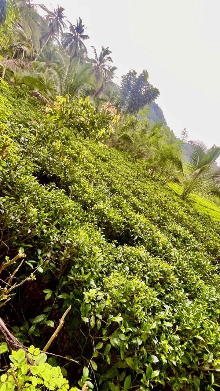 Scenic 29-Perch Land, Polgampola - Photo 32