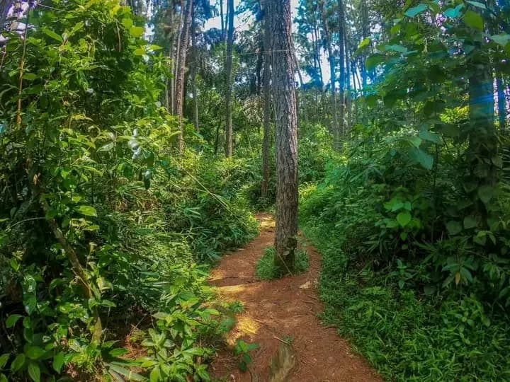 Scenic 29-Perch Land, Polgampola - Photo 13