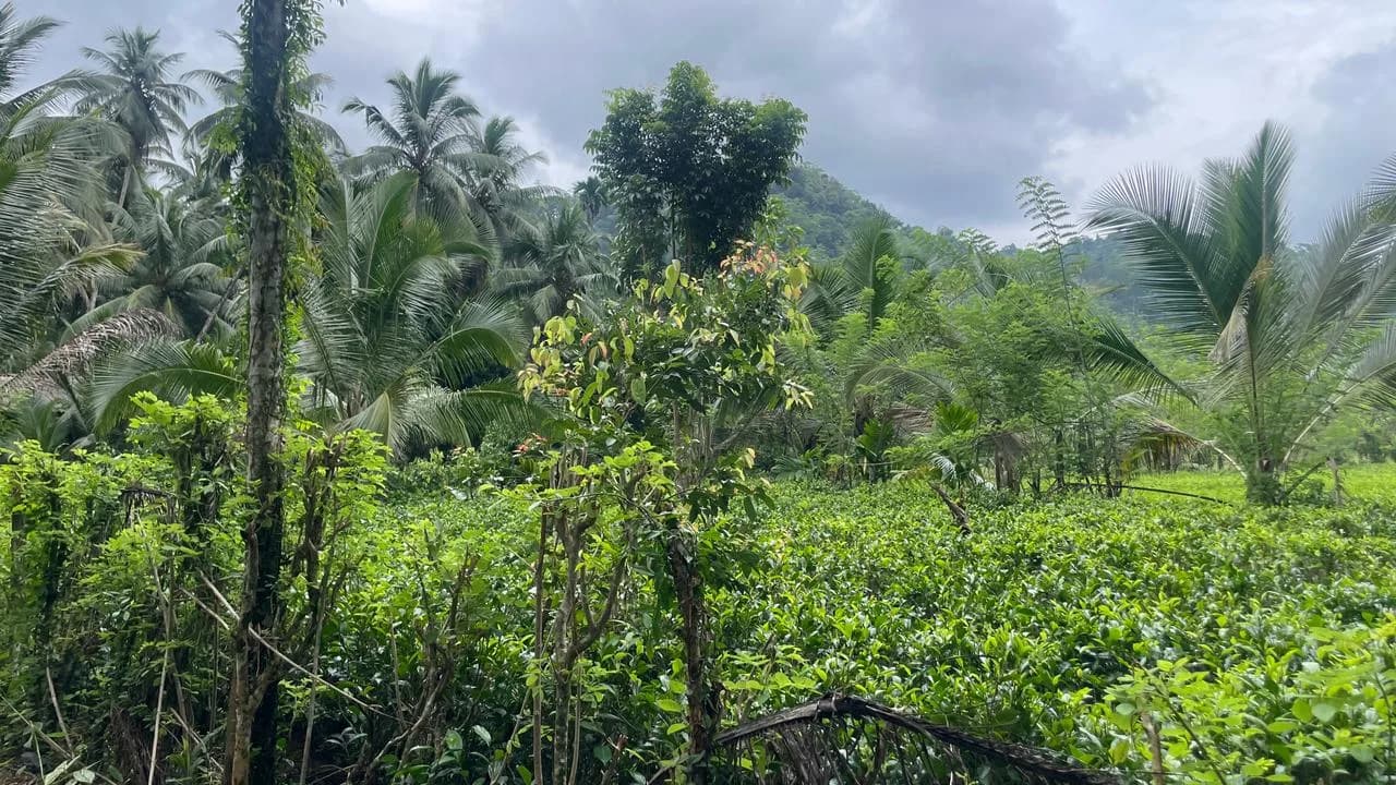 Scenic 29-Perch Land, Polgampola - Photo 16