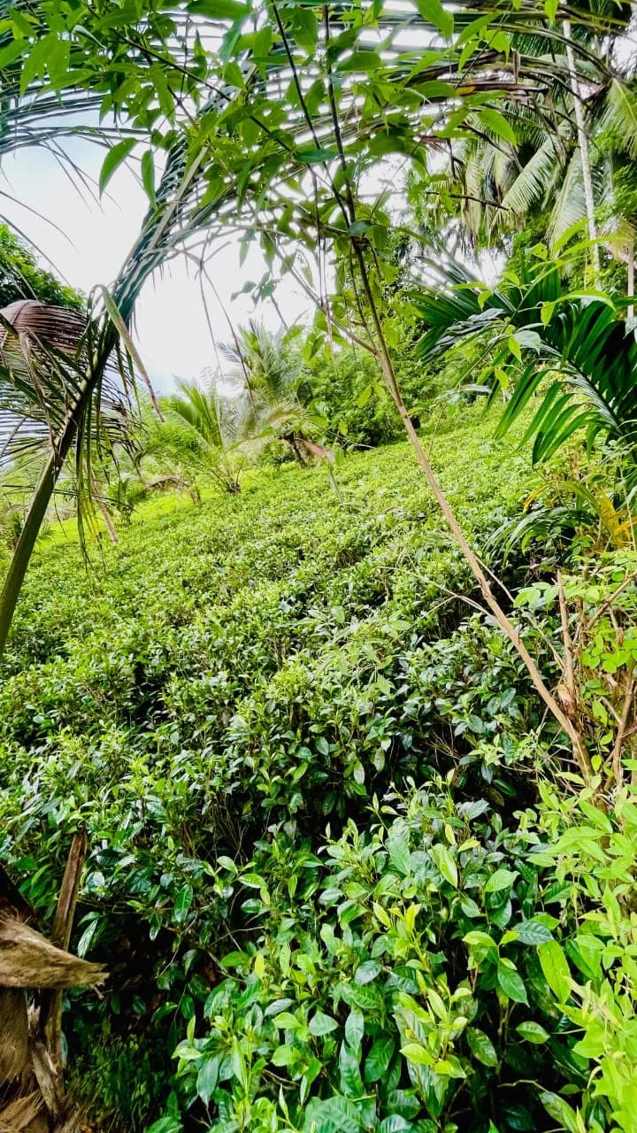Scenic 29-Perch Land, Polgampola - Photo 15