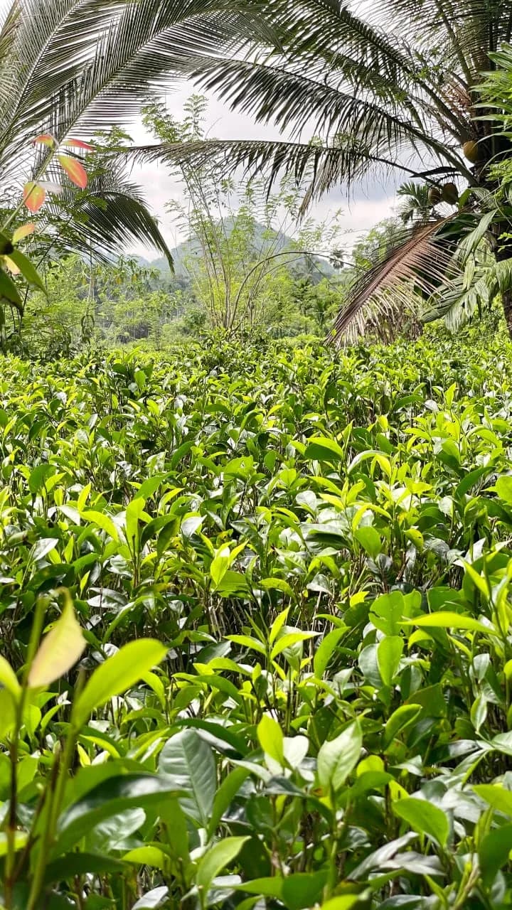 Scenic 29-Perch Land, Polgampola - Photo 20