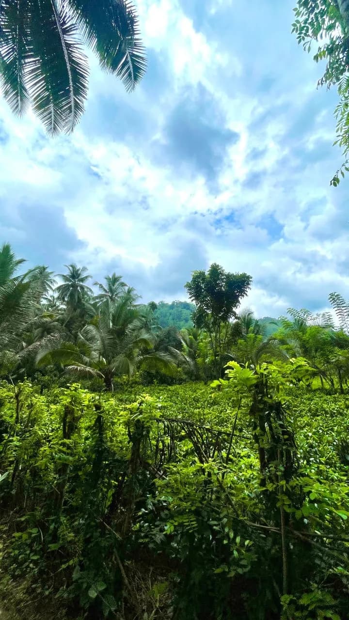 Scenic 29-Perch Land, Polgampola - Photo 23