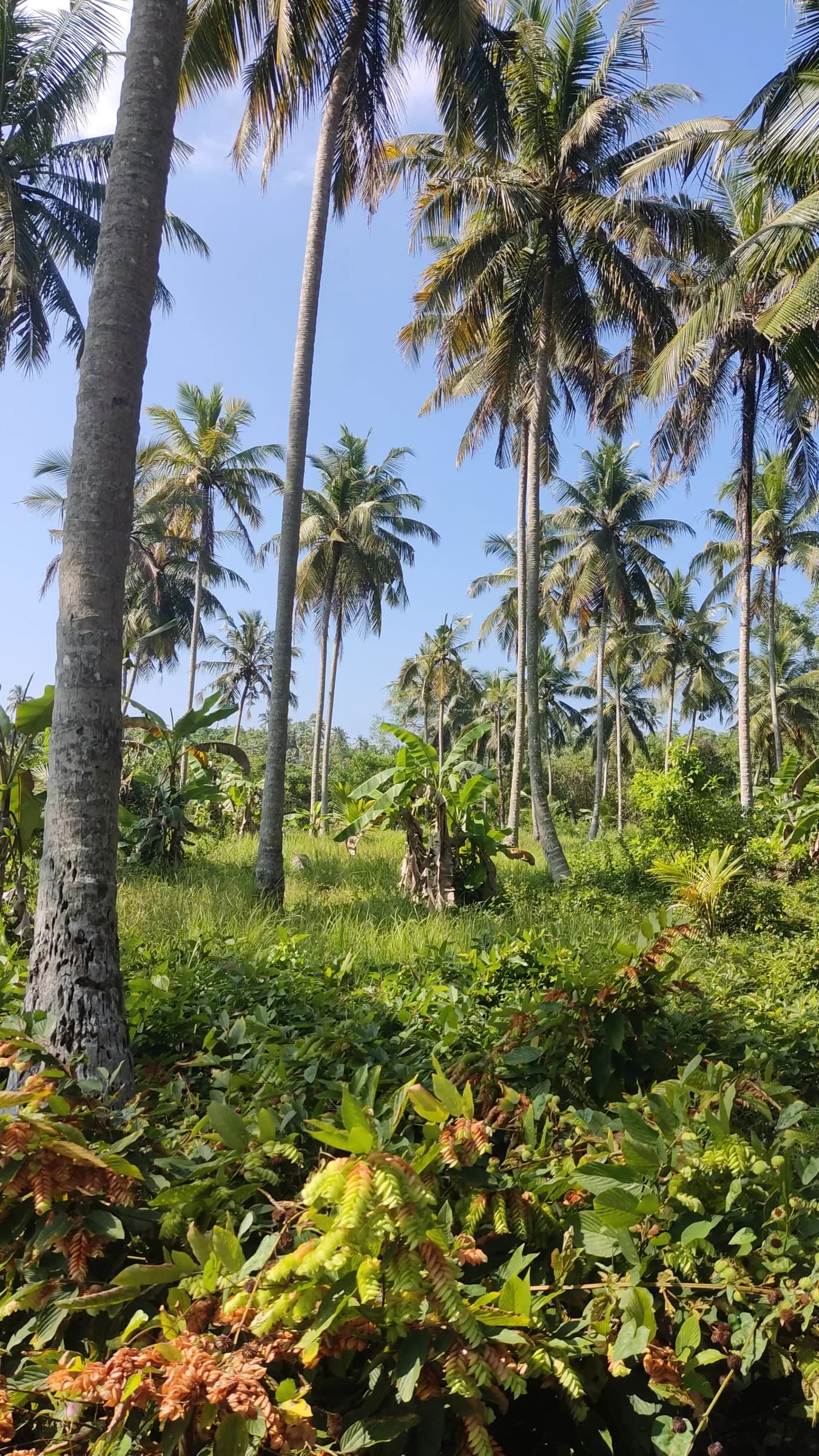Waterfront 200-Perch Land, Bentota - Photo 9