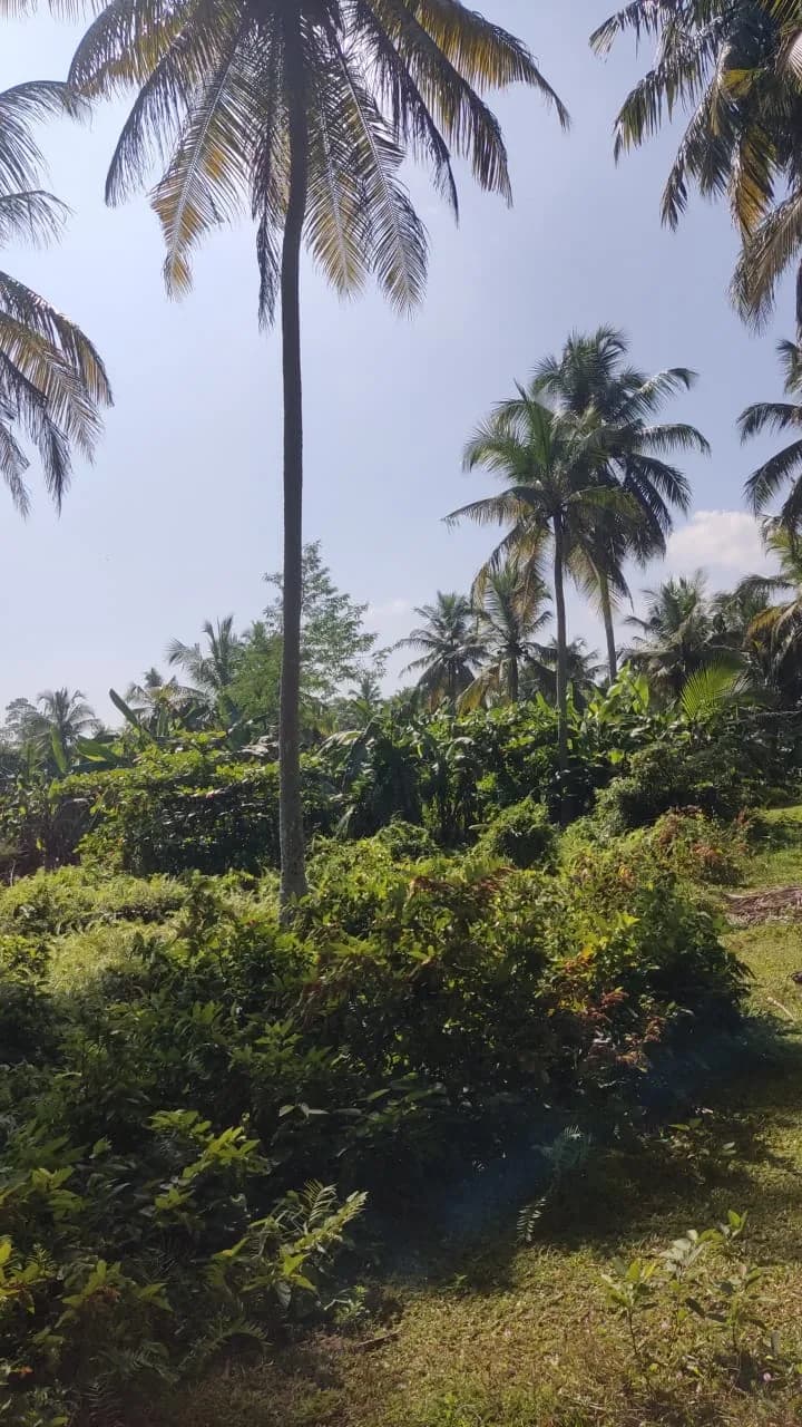 Waterfront 200-Perch Land, Bentota - Photo 2