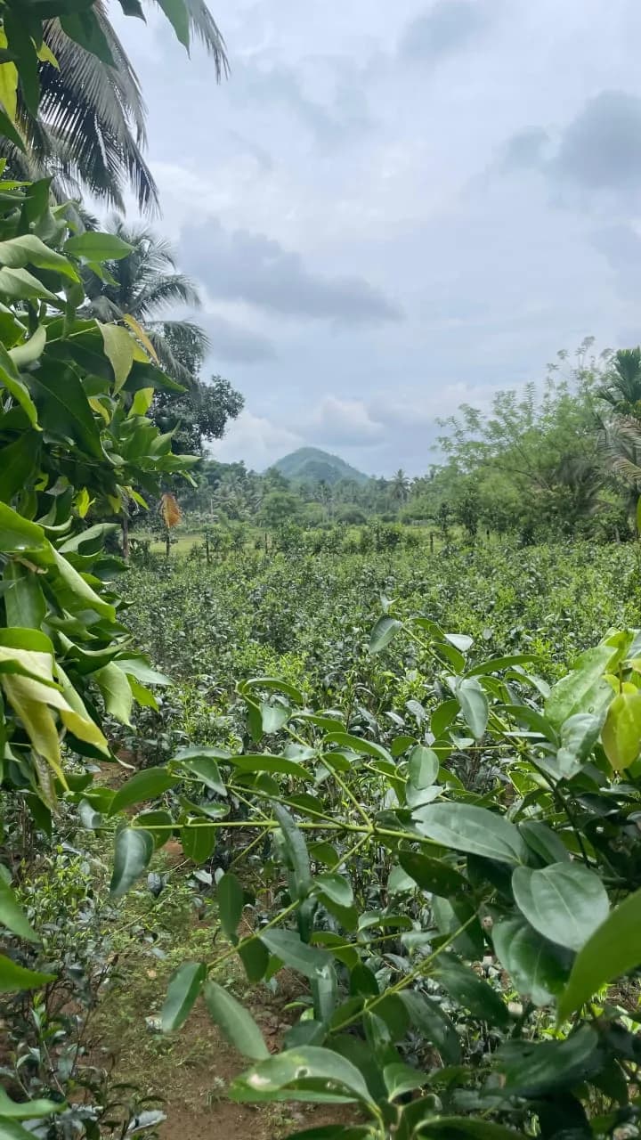 Scenic 29-Perch Land, Polgampola - Photo 30