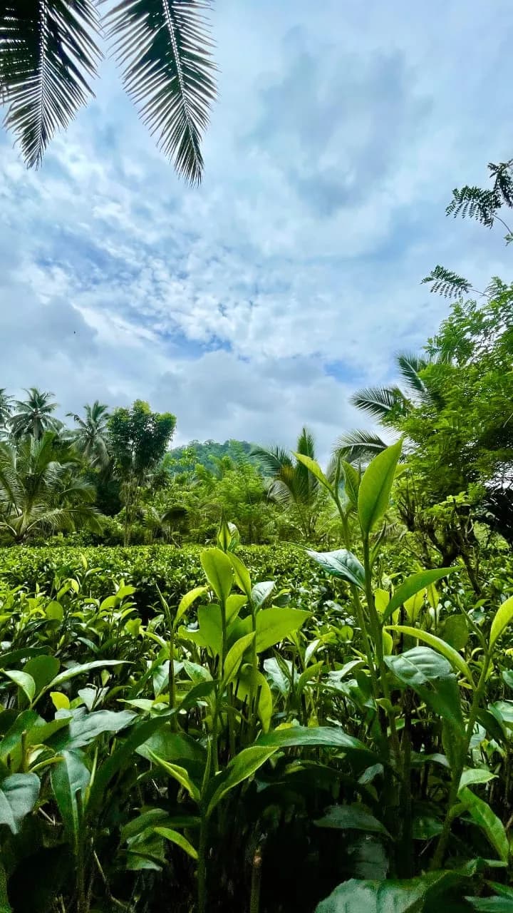 Scenic 29-Perch Land, Polgampola - Photo 29