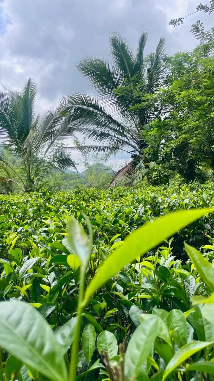 Scenic 29-Perch Land, Polgampola - Photo 17