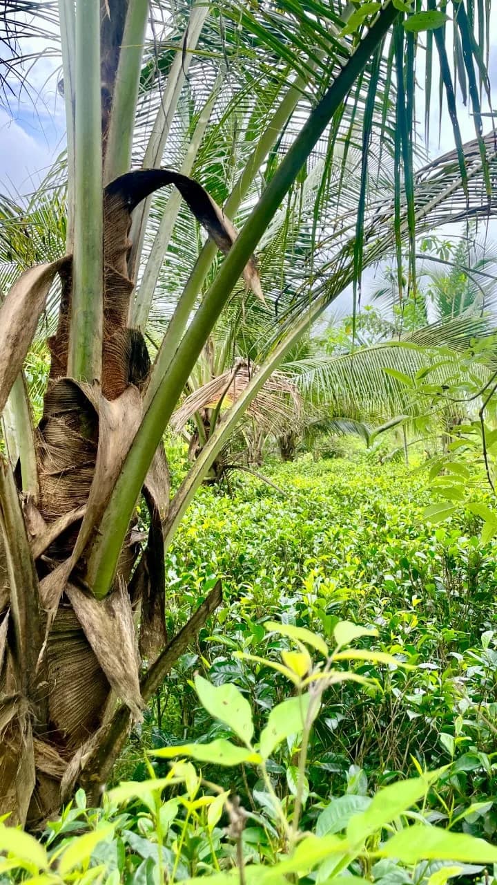 Scenic 29-Perch Land, Polgampola - Photo 19