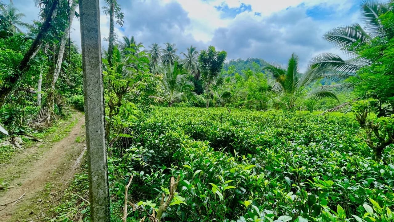 Scenic 29-Perch Land, Polgampola - Photo 26