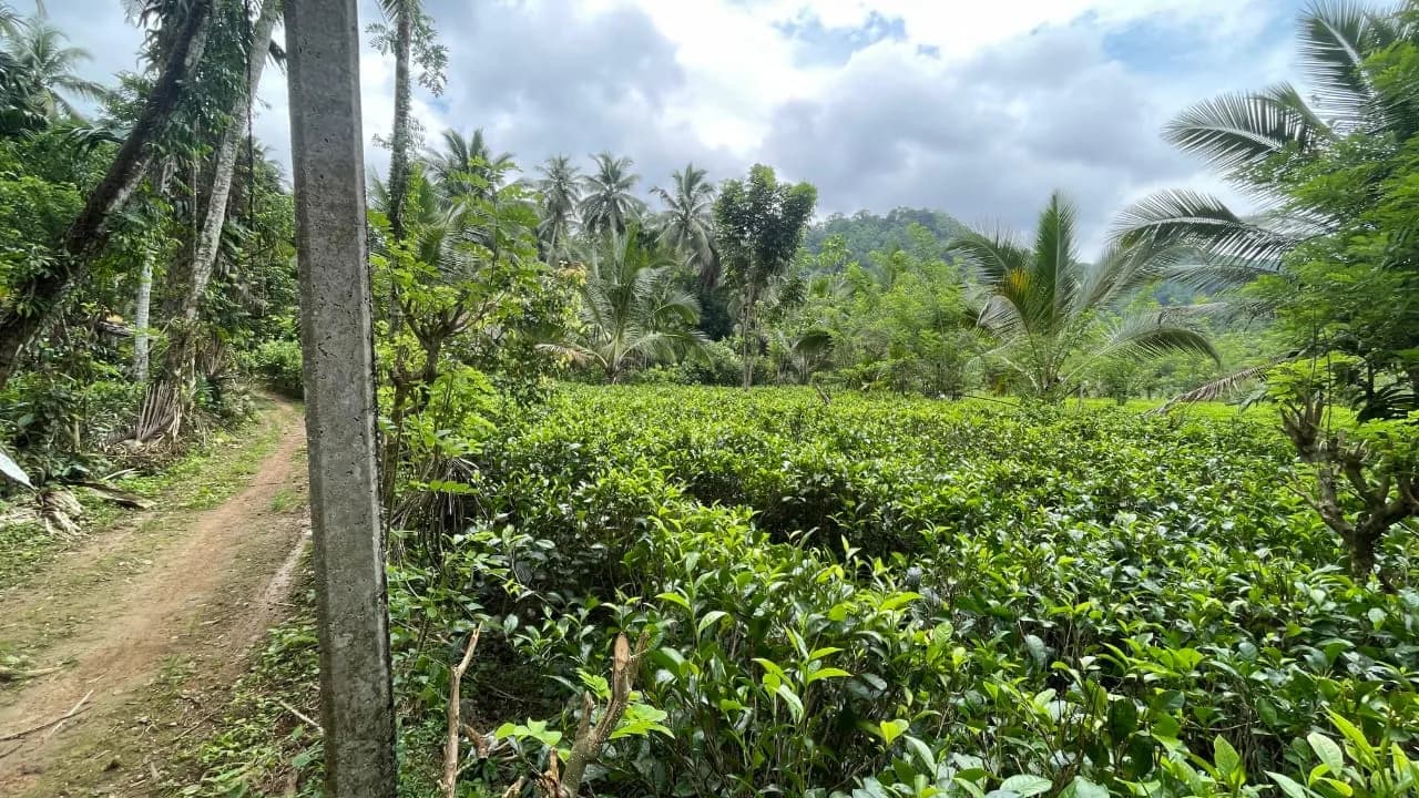 Scenic 29-Perch Land, Polgampola - Photo 21
