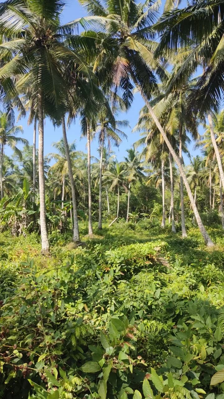 Waterfront 200-Perch Land, Bentota - Photo 6