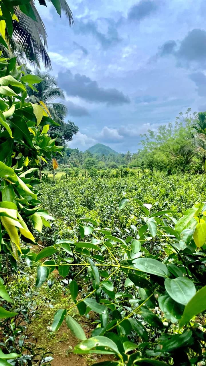 Scenic 29-Perch Land, Polgampola - Photo 33