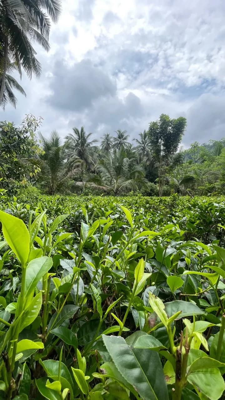 Scenic 29-Perch Land, Polgampola - Photo 28
