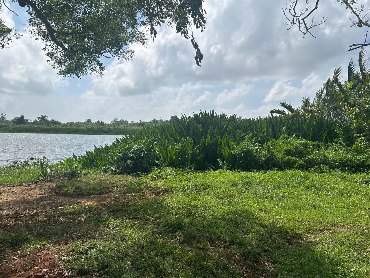 Bolgoda Lake Front Land with Bungalow - Photo 5