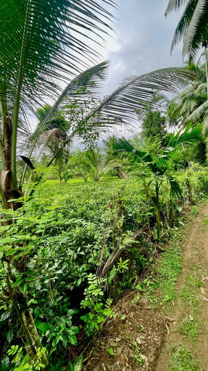 Scenic 29-Perch Land, Polgampola - Photo 18