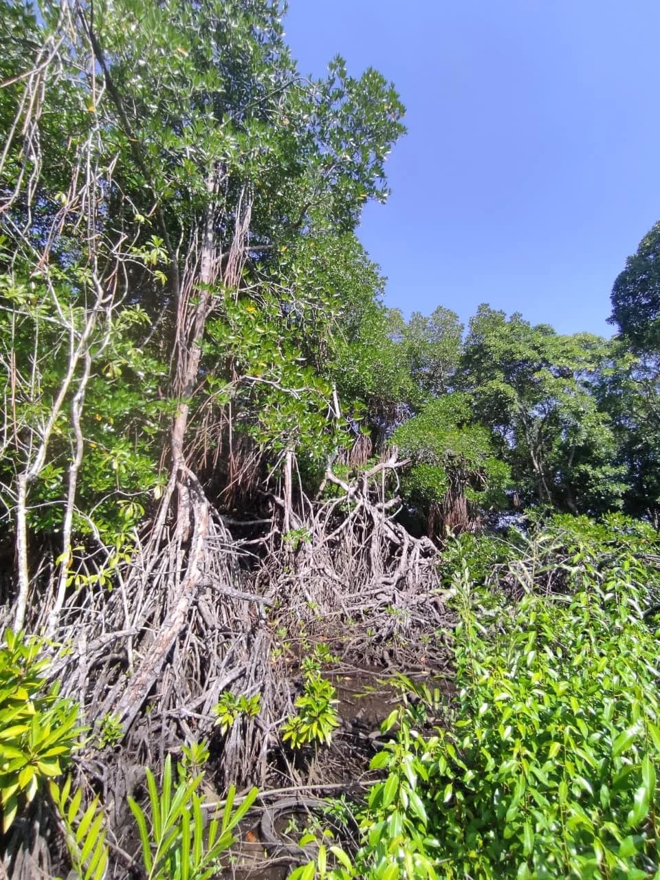 Waterfront 200-Perch Land, Bentota - Photo 1