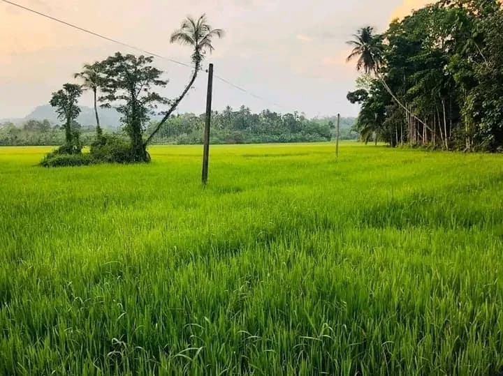 Scenic 29-Perch Land, Polgampola - Photo 10