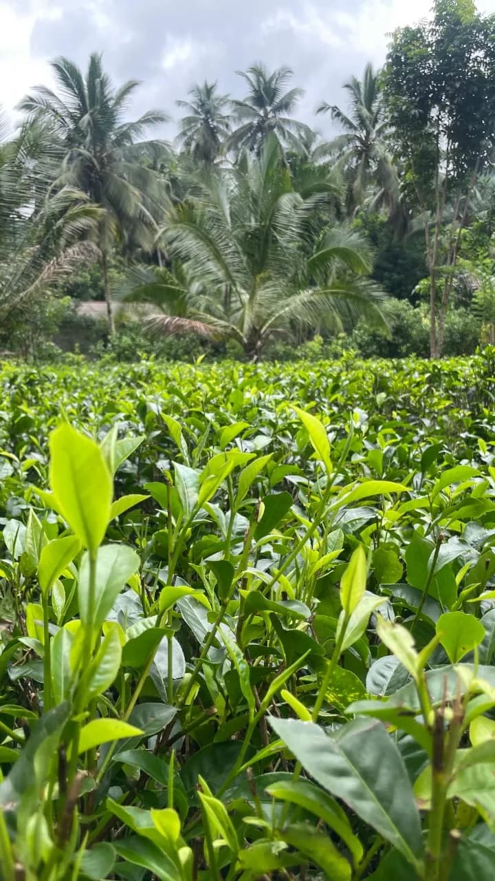 Scenic 29-Perch Land, Polgampola - Photo 34