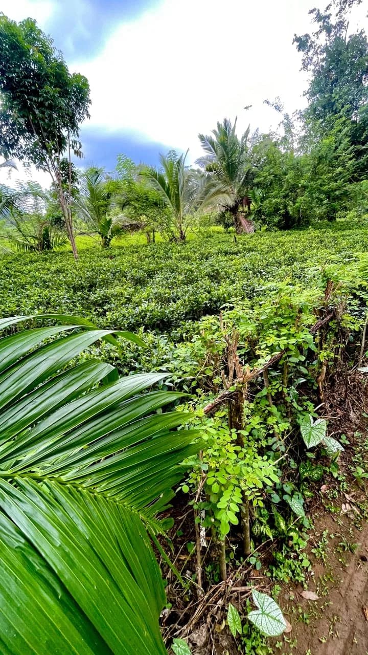 Scenic 29-Perch Land, Polgampola - Photo 24