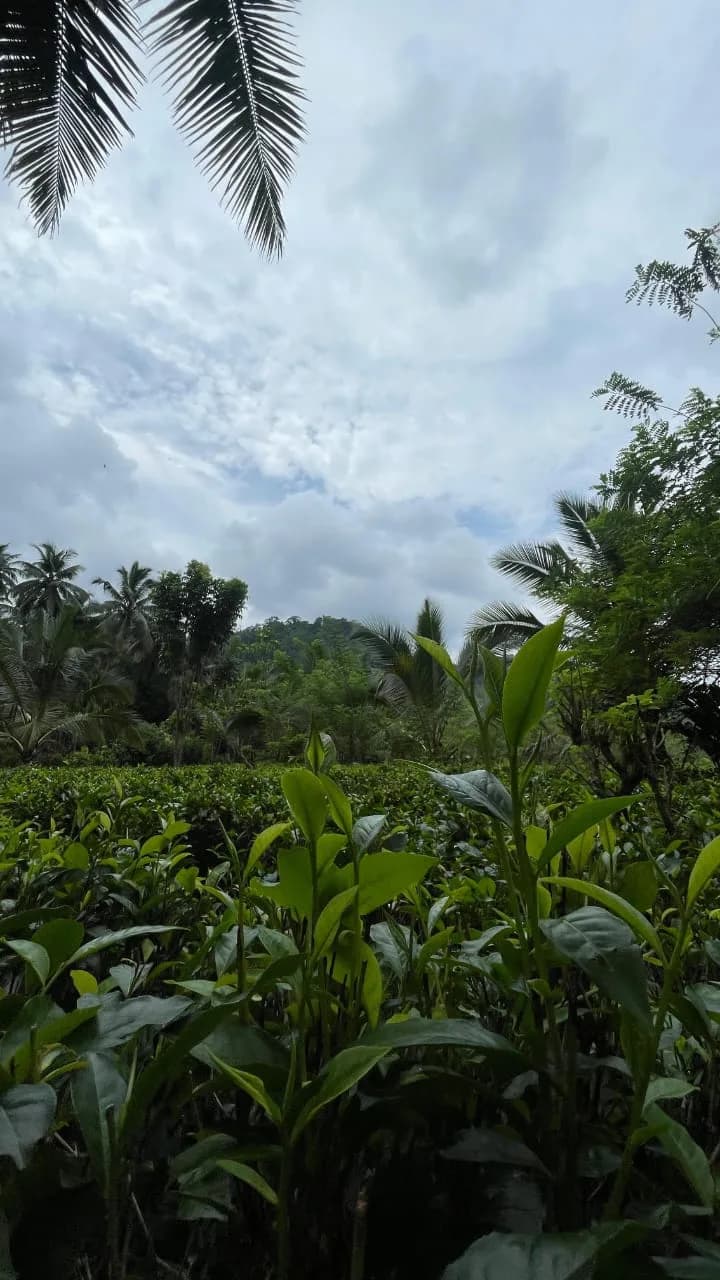 Scenic 29-Perch Land, Polgampola - Photo 22