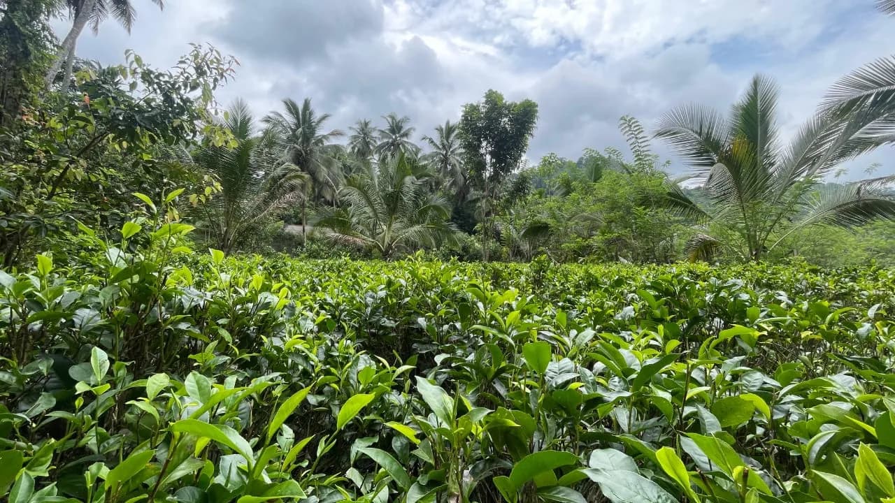 Scenic 29-Perch Land, Polgampola - Photo 25