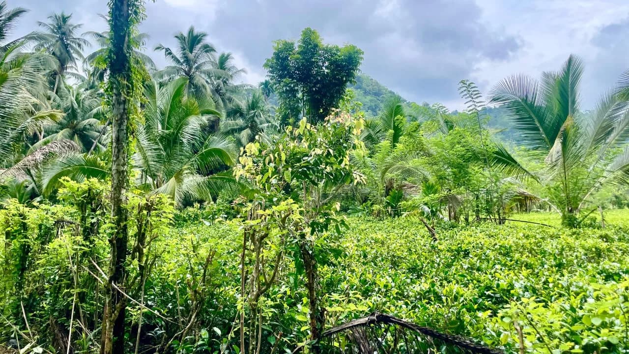 Scenic 29-Perch Land, Polgampola - Photo 31