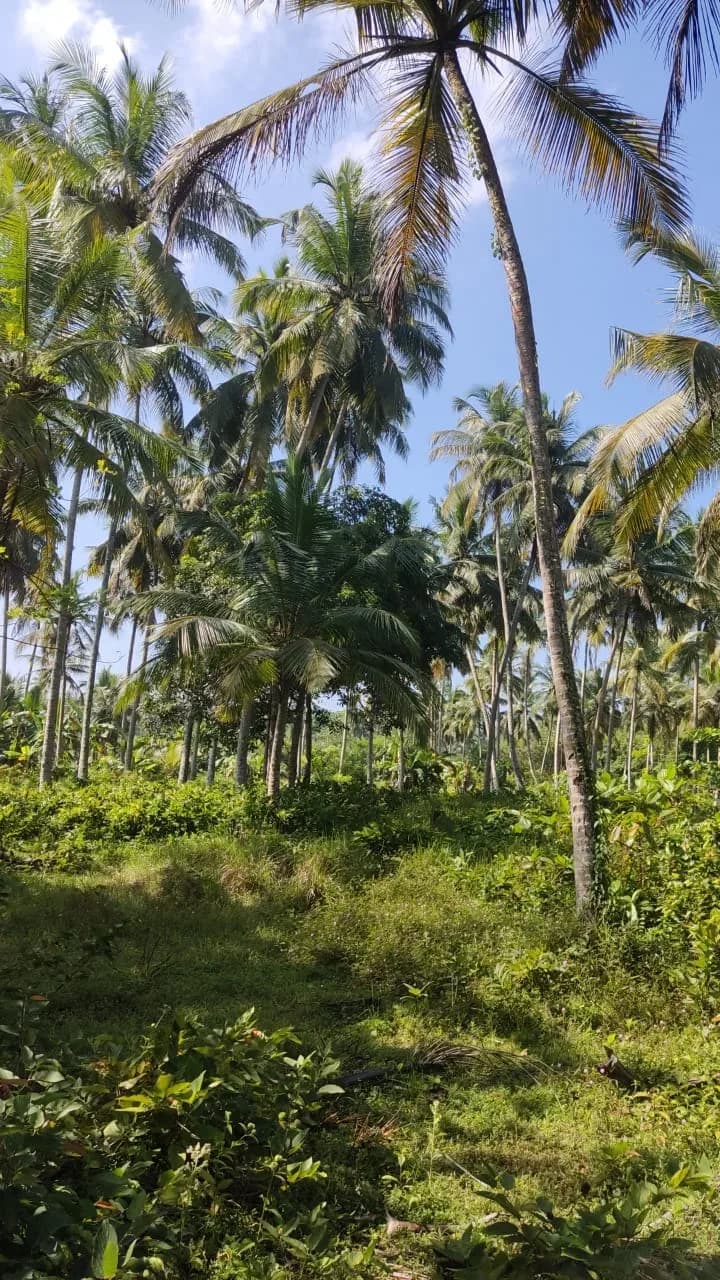 Waterfront 200-Perch Land, Bentota - Photo 3