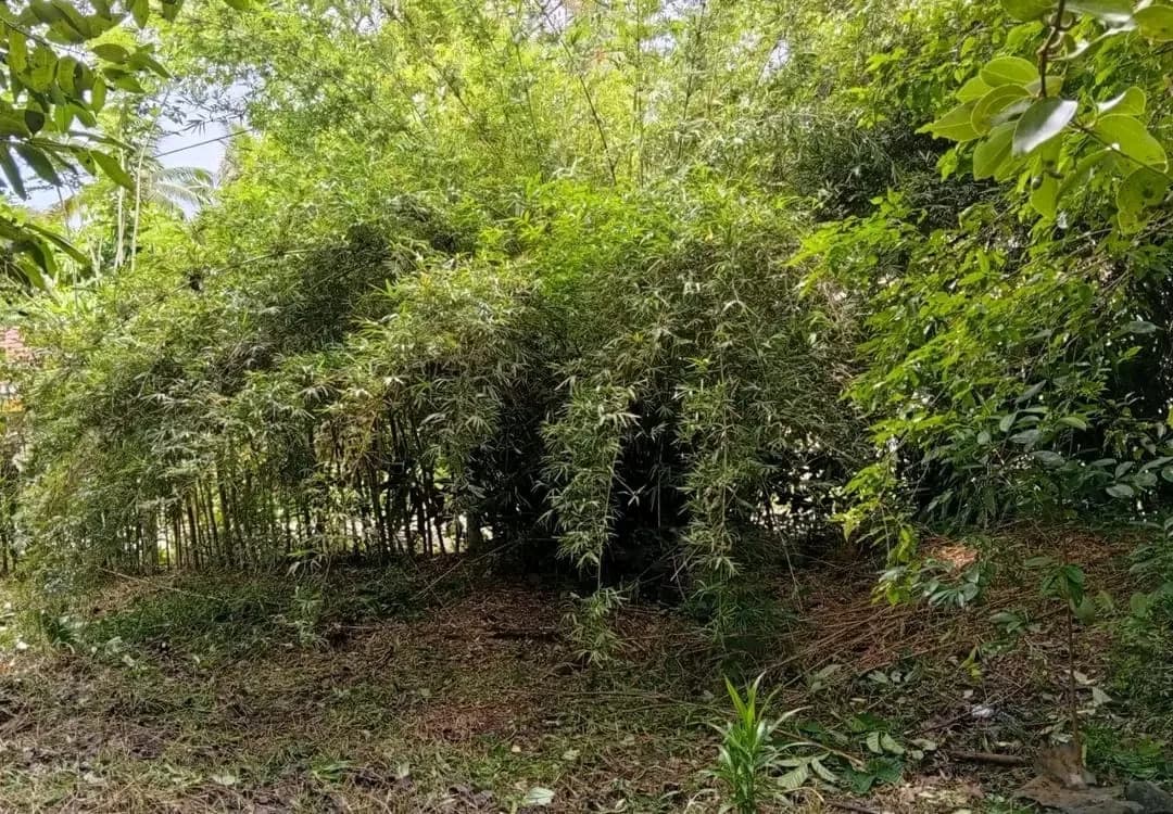 Balapitiya Commercial Land - Photo 5